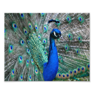 Peacock Photo Print