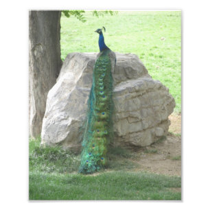 Peacock Photo Print