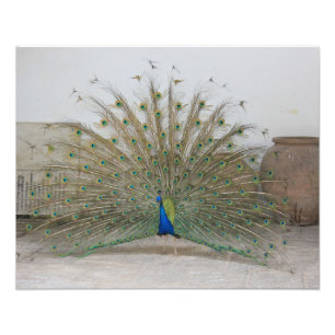 Peacock Photo Print