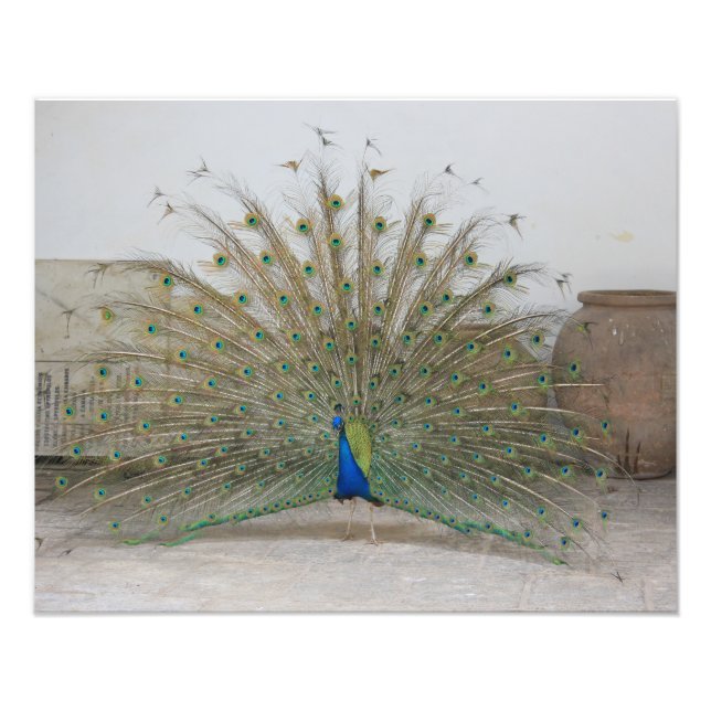 Peacock Photo Print (Front)