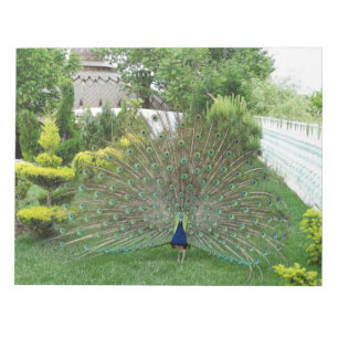 Peacock Photography Notepad