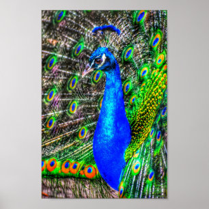 Peacock Picture Poster