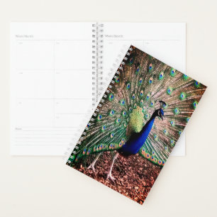 Peacock Planner