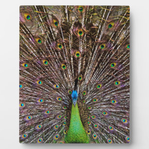 Peacock Plaque