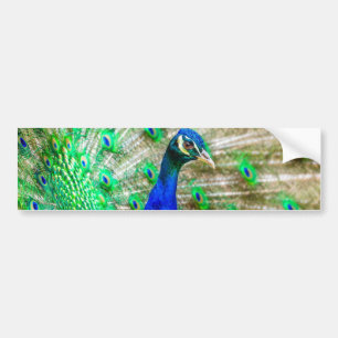 Peacock Plumage Bumper Sticker
