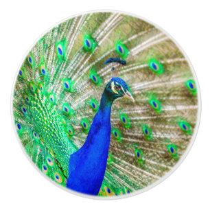 Peacock Plumage Ceramic Knob
