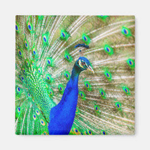 Peacock Plumage Magnet