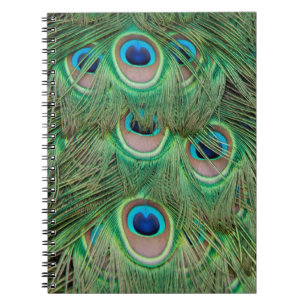 Peacock plumage notebook