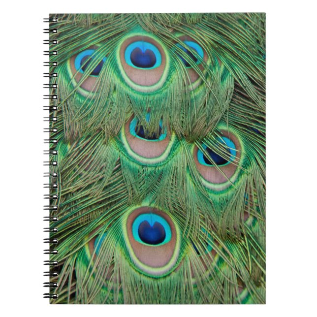 Peacock plumage notebook (Front)