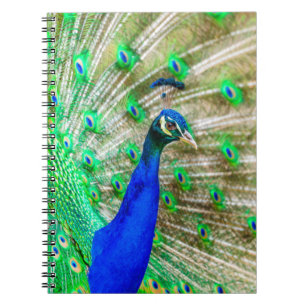 Peacock Plumage Notebook
