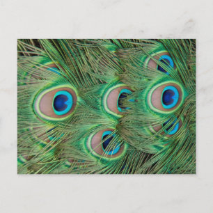Peacock plumage postcard