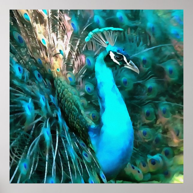 Peacock Plumage Poster (Front)