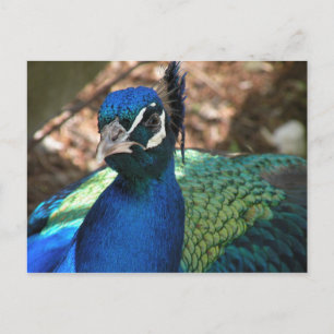Peacock Post Card
