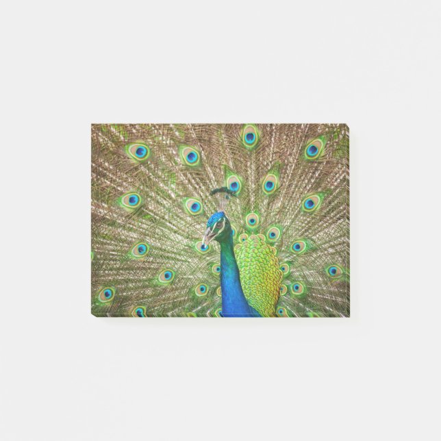 Peacock Post-it Notes (Front)
