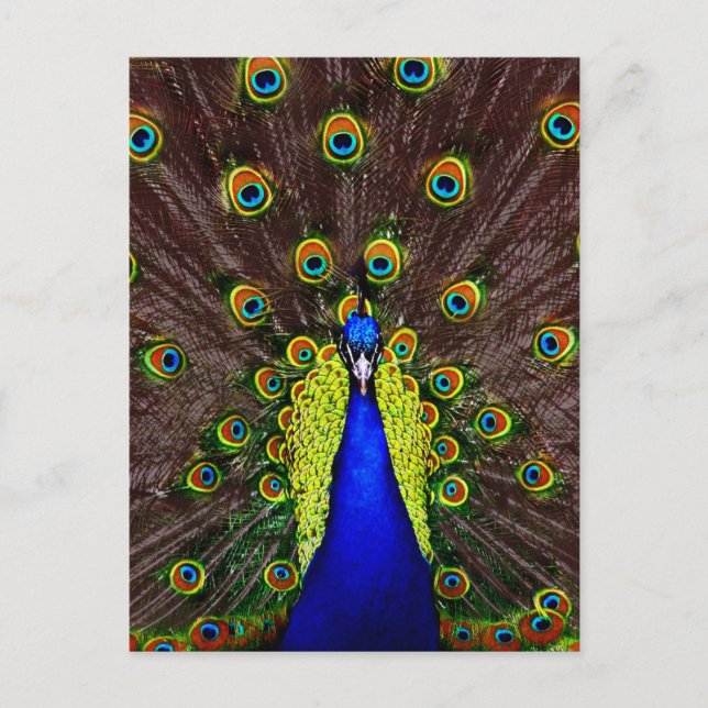 Peacock Postcard (Front)