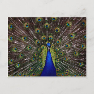Peacock Postcard