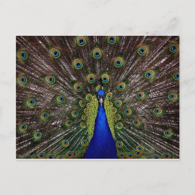 Peacock Postcard (Front)