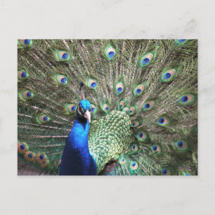 Peacock postcard