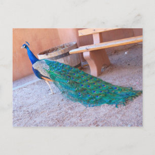 Peacock Postcard