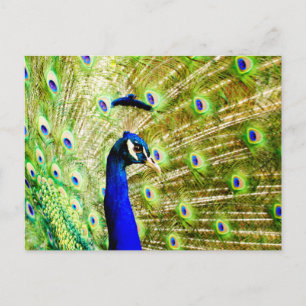 Peacock Postcard