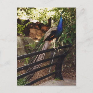 Peacock Postcard