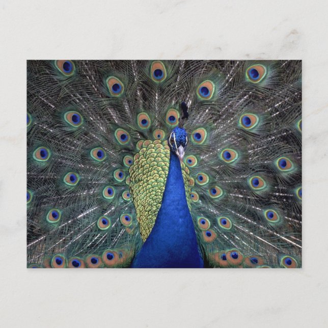 Peacock Postcard (Front)