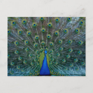 Peacock, postcard