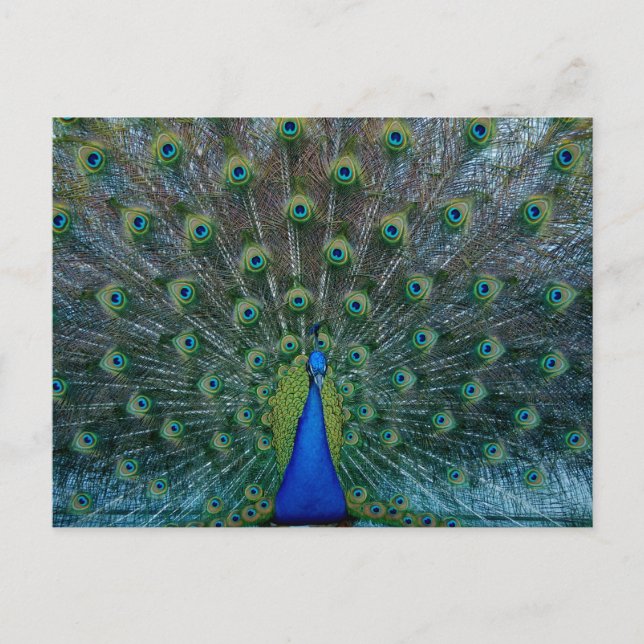 Peacock, postcard (Front)