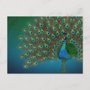Peacock Postcard