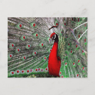 Peacock Postcard