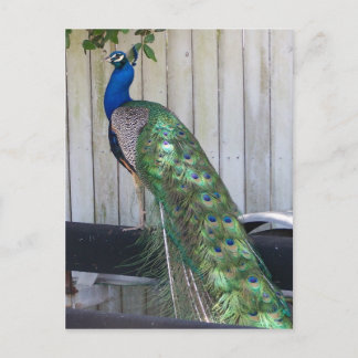 Peacock Postcard