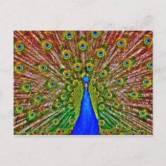 Peacock Postcard