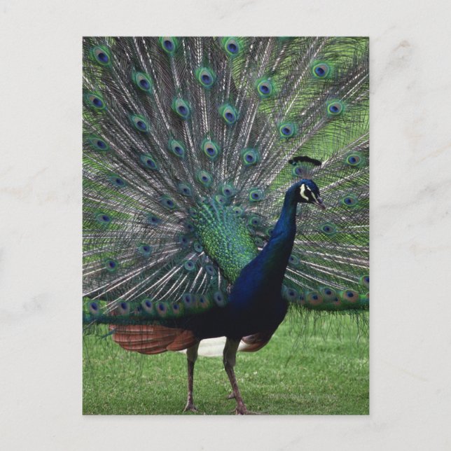 Peacock Postcard (Front)