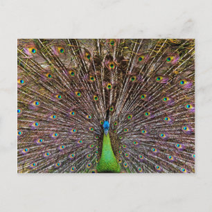 Peacock Postcard