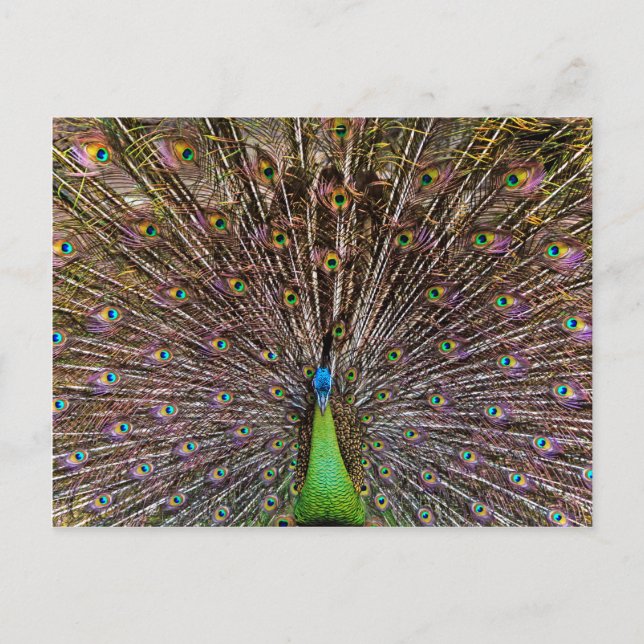 Peacock Postcard (Front)