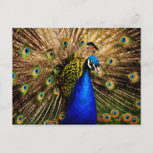 Peacock postcard