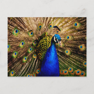 Peacock postcard