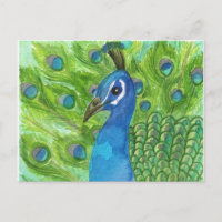 Peacock Postcard