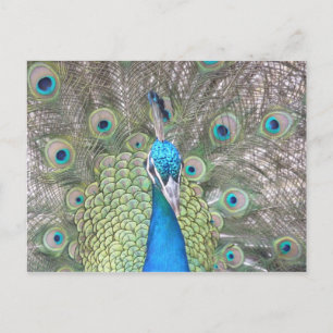 Peacock Postcard