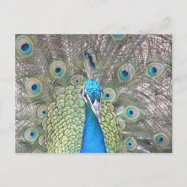Peacock Postcard (Front)