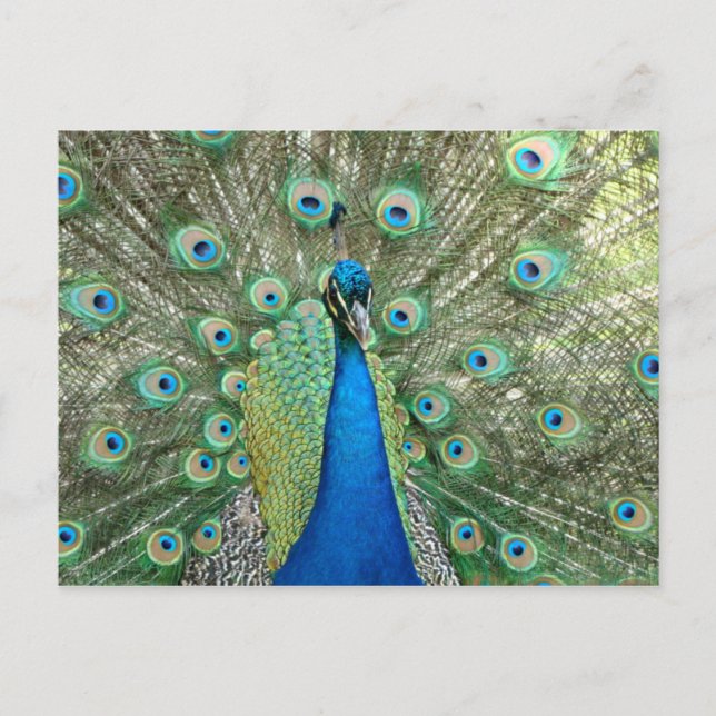 Peacock Postcard (Front)