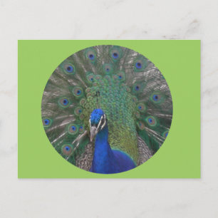 Peacock Postcard Customisable