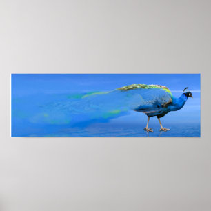 Peacock Poster