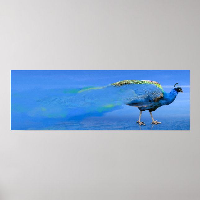 Peacock Poster (Front)