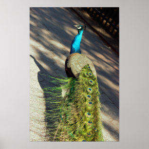 Peacock Poster