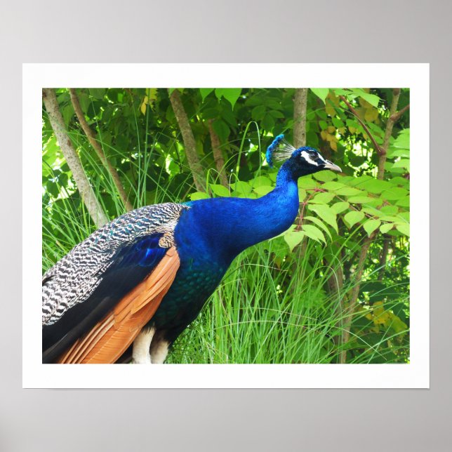 Peacock Poster (Front)