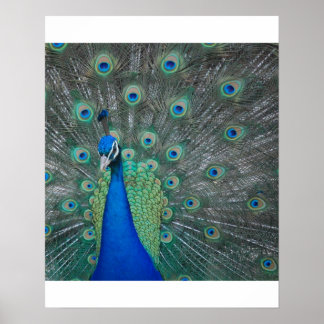 peacock poster