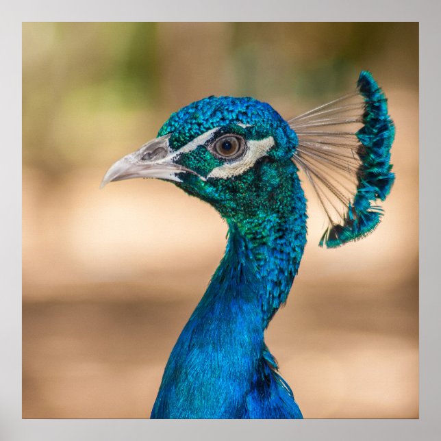 Peacock Poster (Front)