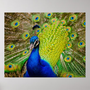 Peacock Posters & Photo Prints | Zazzle AU