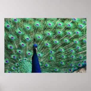 Peacock Poster